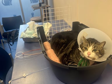 Sauver Celestin grâce à une opération 🐾❤️‍🩹