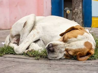 Aidons les animaux