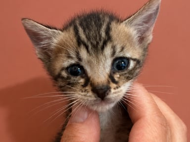 Cagnotte entraide pour 8 chatons