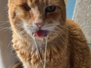 Tommy la tendresse