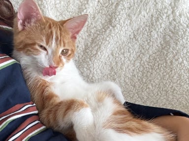 Soins pour Kovu