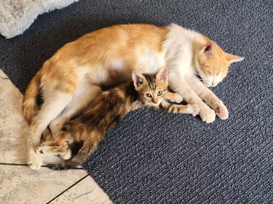 Aidons une maman chat et ses chatons à survivre