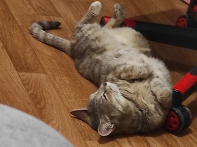 Frais vétérinaires pour ma chatte..
