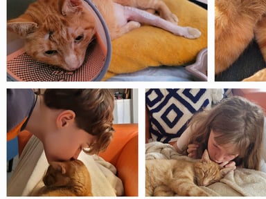 😽 Un coup de pouce pour Fifs, notre petit chat roux 😽