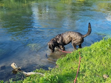 Shadow 2 ans, dysplasie sévère