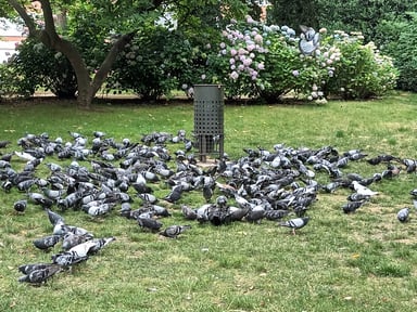 Alimentation des pigeons encadrés par mon association