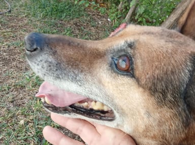 ❤️ Aidons JANJAN à sauver cette chienne  dune dizaine d'année
