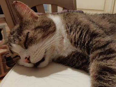 POUR L'URGENCE DE IORI JEUDI 16 août à 15 h 30