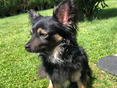 Aidez notre famille à offrir les soins nécessaires à Rocky