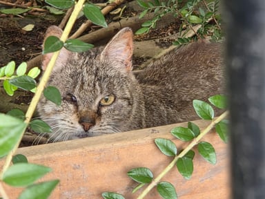 DEMANDE D'AIDE AFIN DE RÉGLER LES FACTURES VÉTÉRINAIRES DES CHATS DE TOURCOING