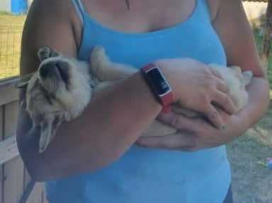 Adoption chiot