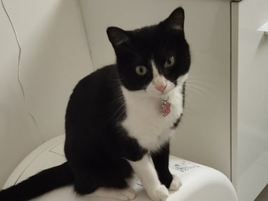 Aide pour la mise en règle et les soins d’une petite chatte recueillie