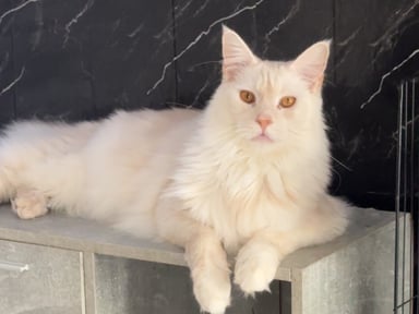 Participation opération du bassin fracturé Winnie Maine coon de 2 ans