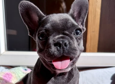 ❤️ Sauvons  Bella elle est encore un bébé et se bat déjà pour son cœur ❤️🐶