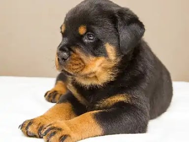 Achat d’un chien