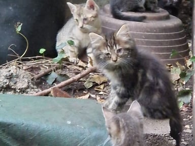 Cagnotte pour les chats de Fosses