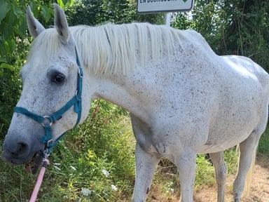 Pour aider mes chevaux