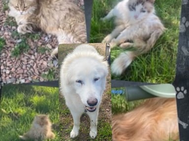 Help pour mes animaux