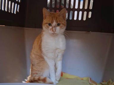 Sauvetage chat