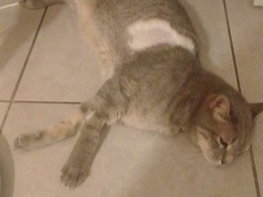 Aidez nous à payer les frais vétérinaires de notre chat 🙏🏻🐾