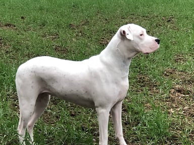 Un coup de patte pour Darka 🐕🐾💕
