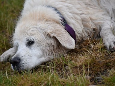 Stérilisation de ma chienne xxl... Sterilisation von meiner Hündin xxl