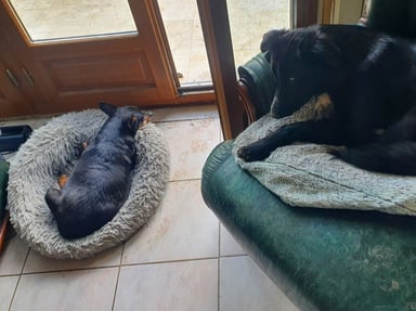 Un petit coup de main pour homer le nouveau  venu à  la maison.