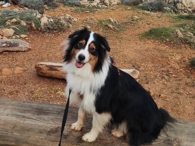 Aidons Joy à reprendre sa vie de chien