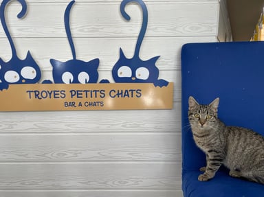 Coup de patte pour les Troyes petits chats
