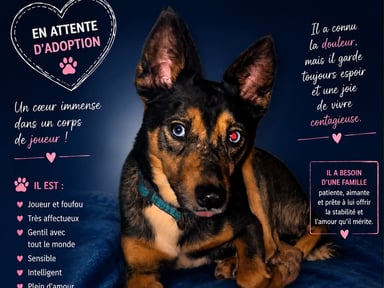 Aidons à la castrations de godass