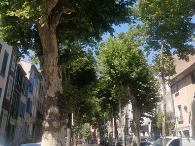 Sauvons les arbres de Chalabre