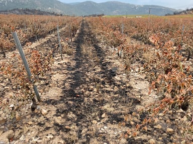 RECONSTRUCTION DE VIGNES SUITE INCENDIE DE TREVILLACH