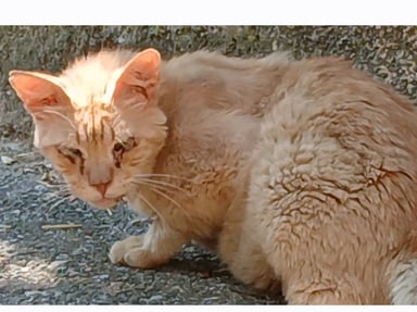 Aide urgente chats errants