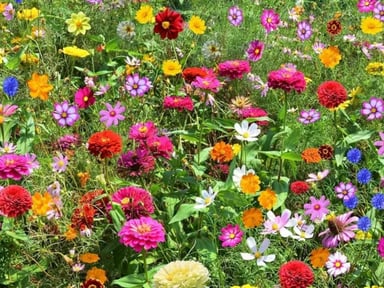 Fleurs pour Laurence
