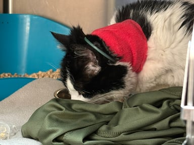 🐾 Aidons les chats errants : soins, stérilisations et sauvetage des chatons