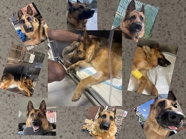 Aidez nous. Chaque geste peut sauver notre  Nala 🥺🐕