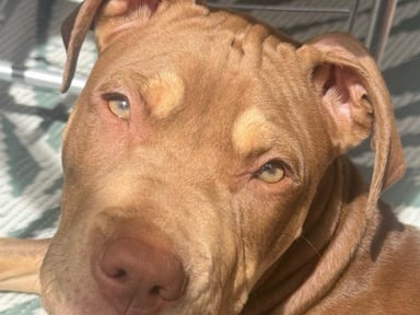 SVP aidez moi à guérir mon chiot