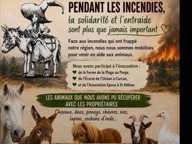 Aidons les animaux évacués des incendies en Gironde