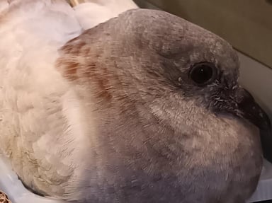 Pigeons Bisets d'Occitanie RC