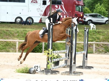 mon rêve mon cheval