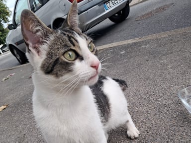 🐱 Aidons les chats errants : stérilisation, soins et nourriture