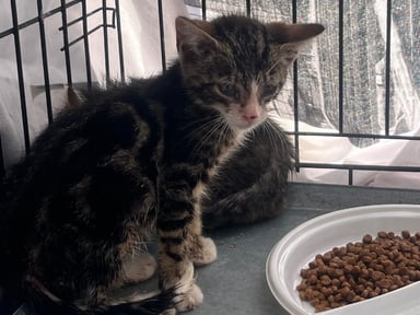 Ensemble pour soigner ce chaton de 8 semaines trouvé dans un bois