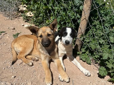 🐾 Les chiens du Maroc ont besoin de nous 🐾