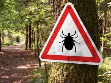 Soutien à Magali atteinte de la maladie de Lyme