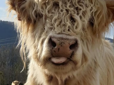 2e vie pour Nuage : taureau Highland malvoyant mérite retraite