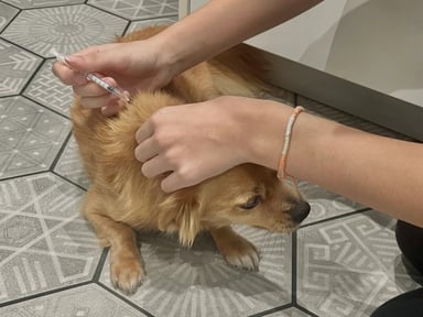 mon chien est aveugle a seulement 5 ans