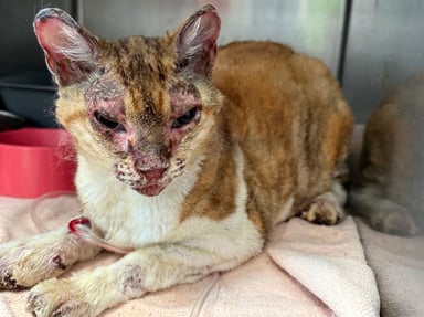 Sauvons la petite chatte brûlée de Rodès