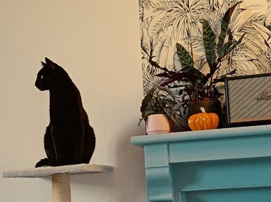 Financer le scanner pulmonaire et le lavage broncho-alvéolaire de Nouzbi 🖤🐈‍⬛