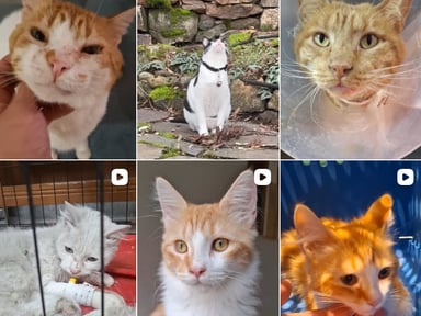 Help Love & Save Cats 🐈