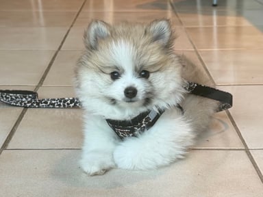 🐾 Aidez notre petit chiot à retrouver la santé 🐾